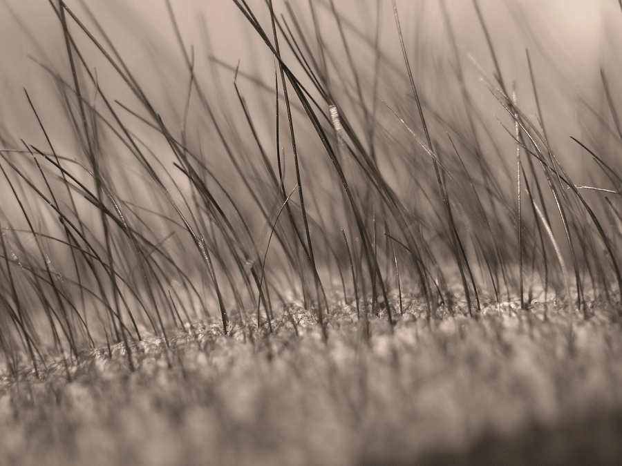 1. Cơ thể tiếp tục phát triển sau khi chết: Tóc và móng tay có thể tiếp tục phát triển trong một thời gian ngắn do da mất đi độ ẩm. (Ảnh: IFLScience)