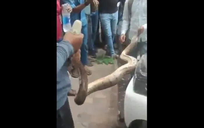 Nhân viên bảo dưỡng xe phát hiện con " quái thú" khi mở nắp capo và ngay lập tức báo cho chính quyền. Các nhân viên kiểm lâm đã cẩn thận bắt con trăn lưới bằng cách giữ đầu và đuôi, sau đó chuyển nó về môi trường tự nhiên. (Ảnh: Người đưa tin)