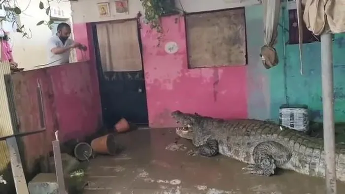 Nhiều người dân ghi lại cảnh những con " quái vật" này đi lại trên đường phố và bơi trong kênh đào. Cá sấu dài từ 1m đến 4,2m đã được phát hiện và bắt giữ. Thành phố hiện đối mặt với nguy cơ kép từ lũ lụt và sự xuất hiện của những con cá sấu này, khiến người dân phải cảnh giác cao độ. (Ảnh chụp màn hình)