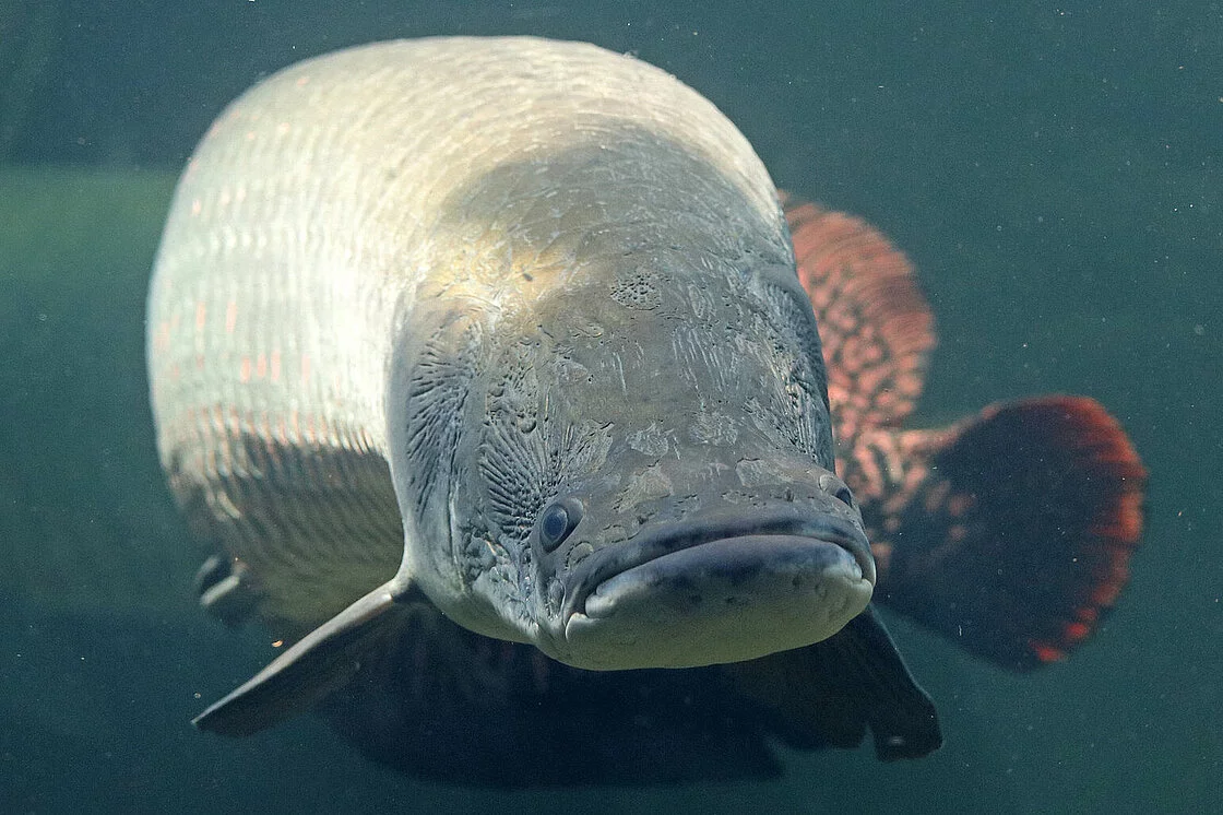 Cá hải tượng long đạt đến độ tuổi sinh sản sau 4 đến 5 năm. Chúng xây tổ ở đáy sông khi mực nước thấp và con đực sẽ bảo vệ trứng cho đến khi nở. Mặc dù là một loài cá quan trọng trong văn hóa và thực phẩm của người dân bản địa, nhưng việc khai thác quá mức đã khiến số lượng cá hải tượng long giảm sút nghiêm trọng. (Ảnh: Zoo Leipzig)