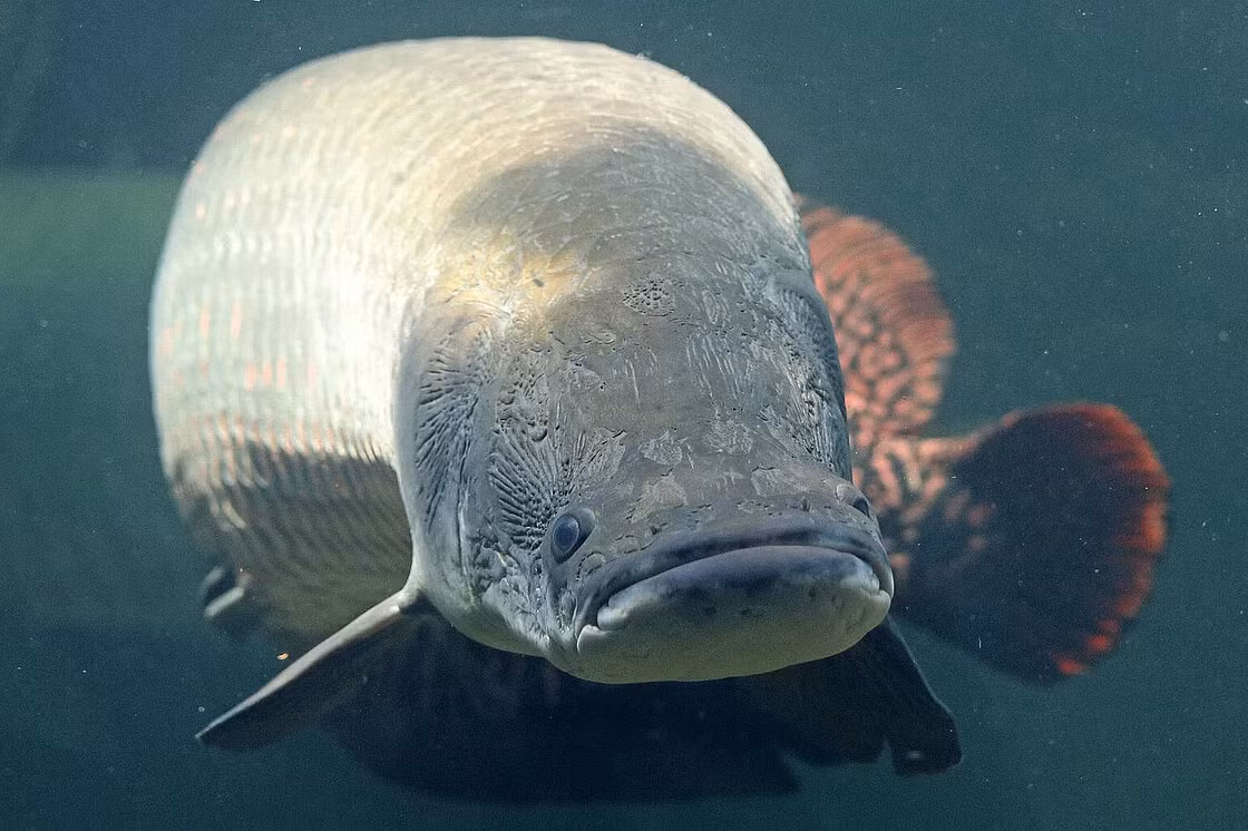 Cá hải tượng long đạt đến độ tuổi sinh sản sau 4 đến 5 năm. Chúng xây tổ ở đáy sông khi mực nước thấp và con đực sẽ bảo vệ trứng cho đến khi nở. Mặc dù là một loài cá quan trọng trong văn hóa và thực phẩm của người dân bản địa, nhưng việc khai thác quá mức đã khiến số lượng cá hải tượng long giảm sút nghiêm trọng. (Ảnh: Zoo Leipzig)