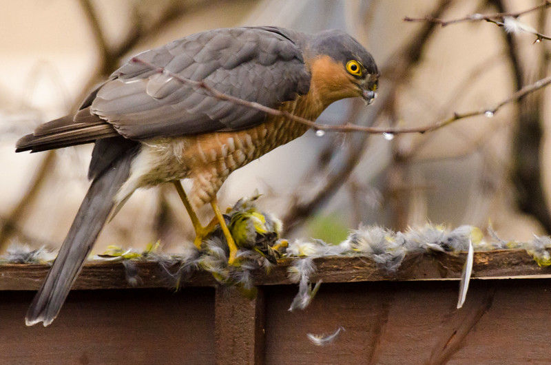Theo Liên minh Bảo tồn Thiên nhiên Quốc tế (IUCN), số lượng diều hâu New Britain trong tự nhiên ước tính chỉ còn khoảng 2.500 đến 10.000 con trưởng thành. Tuy nhiên, do tính chất khó nắm bắt và môi trường sống bị đe dọa bởi hoạt động khai thác gỗ và khai khoáng, việc bảo tồn loài chim này đang gặp nhiều thách thức. (Ảnh: DiBird)