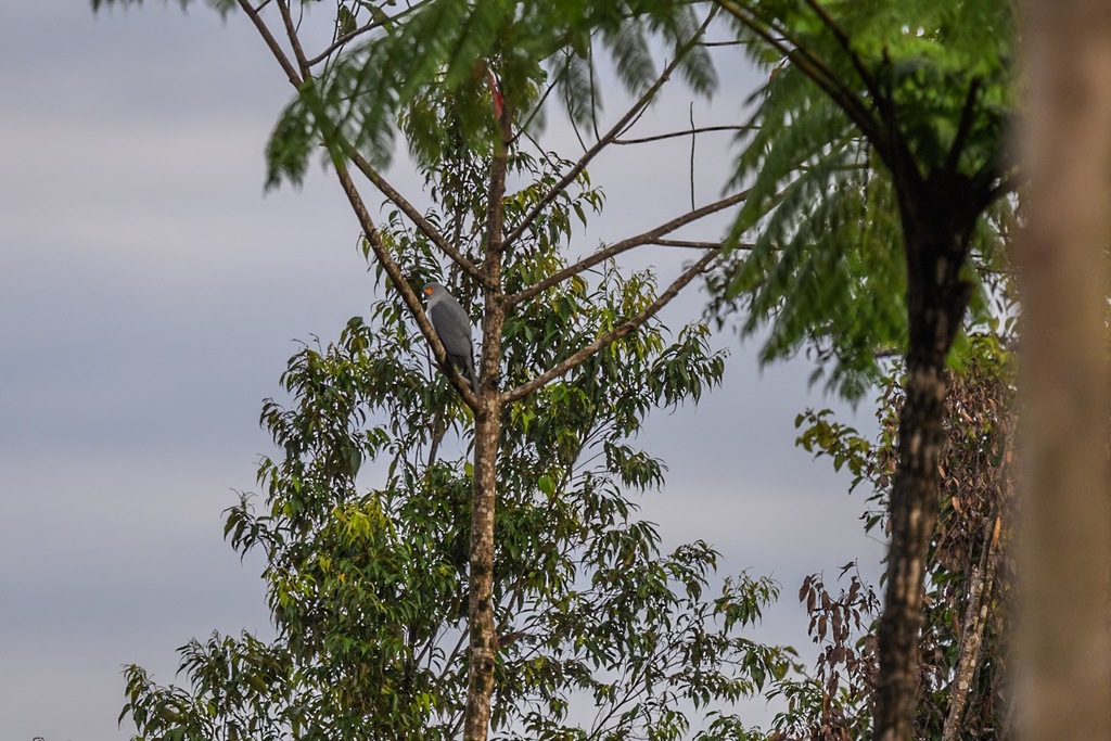 Việc phát hiện ra diều hâu New Britain không chỉ là một thành tựu khoa học mà còn là lời nhắc nhở về tầm quan trọng của việc bảo vệ các khu rừng nhiệt đới nguyên sinh. Đây là môi trường sống của nhiều loài động vật quý hiếm và có giá trị sinh thái cao. (Ảnh: iNaturalist)