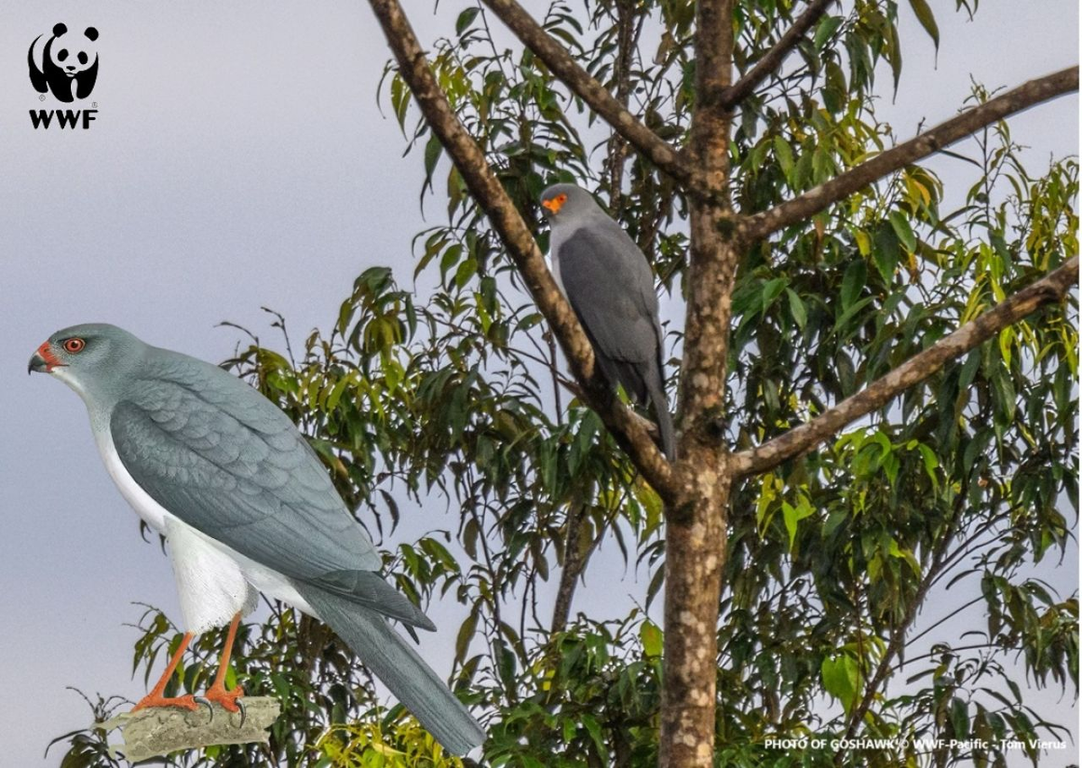 Diều hâu New Britain là một loài chim săn mồi có kích thước trung bình, với sải cánh rộng và bộ lông màu nâu đậm. (Ảnh: Greenreport)