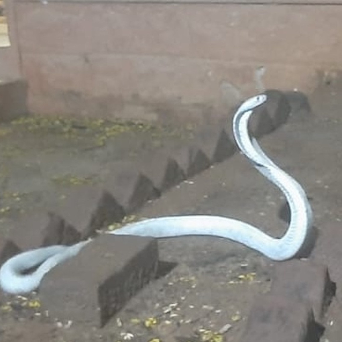 Các tổ chức bảo tồn động vật hoang dã đã và đang nỗ lực bảo vệ loài rắn này bằng cách tạo ra các khu bảo tồn và tăng cường giáo dục cộng đồng về tầm quan trọng của việc bảo vệ chúng. (Nguồn ảnh: Internet)