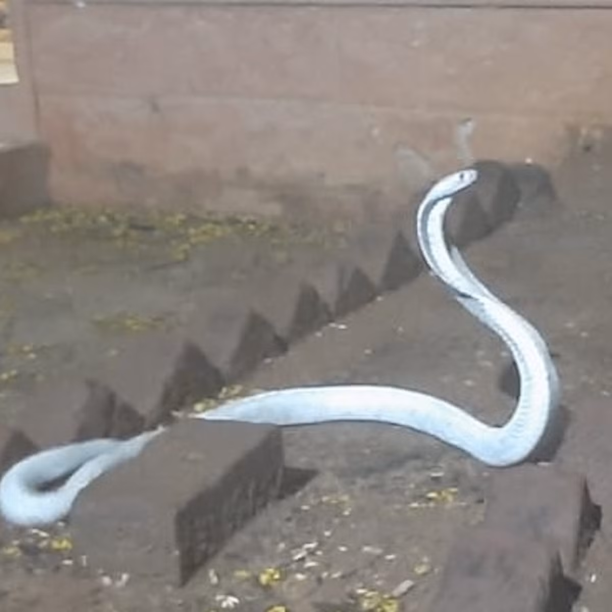 Các tổ chức bảo tồn động vật hoang dã đã và đang nỗ lực bảo vệ loài rắn này bằng cách tạo ra các khu bảo tồn và tăng cường giáo dục cộng đồng về tầm quan trọng của việc bảo vệ chúng. (Nguồn ảnh: Internet)