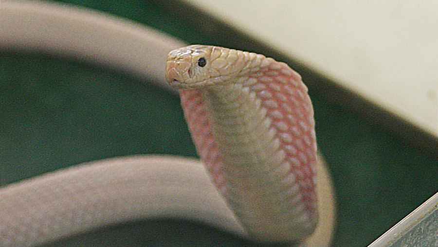 Rắn hổ mang bạch tạng, một trong những loài rắn hiếm gặp và đầy bí ẩn, đã thu hút sự chú ý của nhiều nhà nghiên cứu và người yêu động vật trên khắp thế giới.