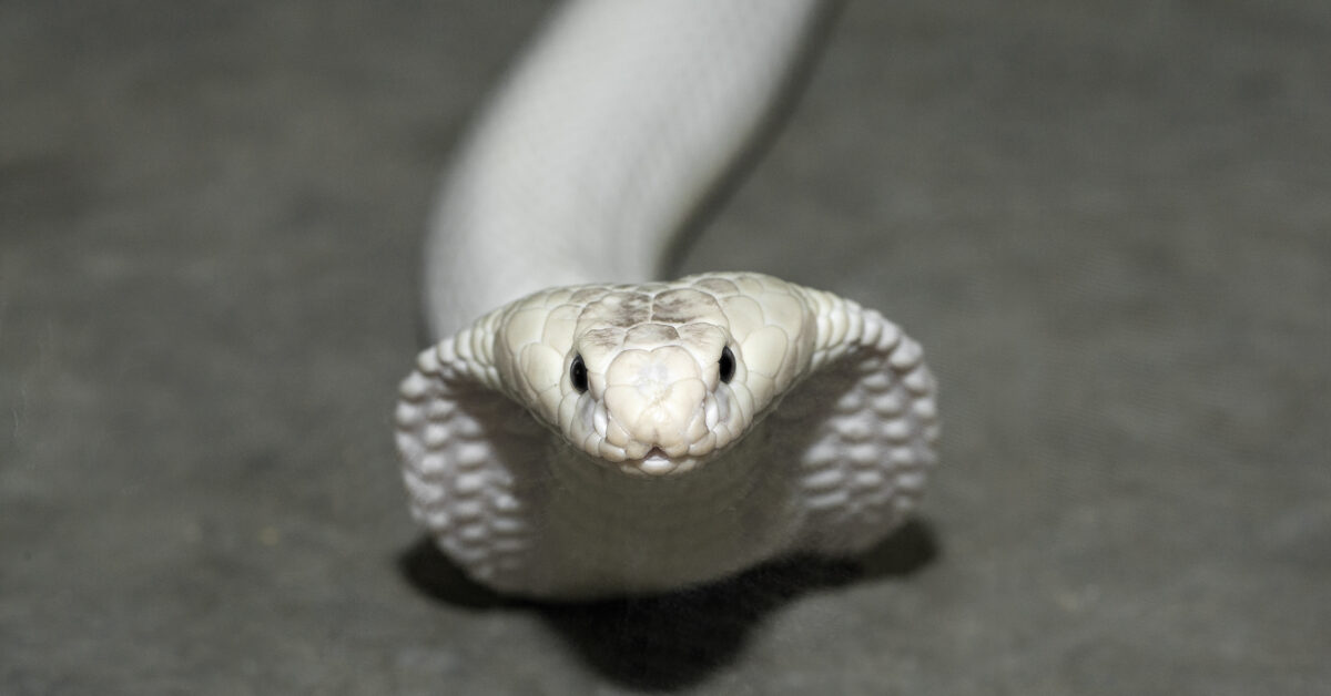 Rắn hổ mang bạch tạng là kết quả của một đột biến gen hiếm gặp, khiến cho cơ thể chúng không thể sản xuất melanin - sắc tố quyết định màu sắc của da, mắt và lông.