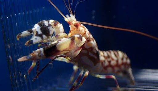 Alpheus bellulus thuộc họ Alpheidae, nổi bật với cặp càng bất đối xứng. Một chiếc càng nhỏ và chiếc còn lại lớn hơn nhiều, có khả năng phát ra âm thanh mạnh mẽ. (Ảnh: AquaBase)