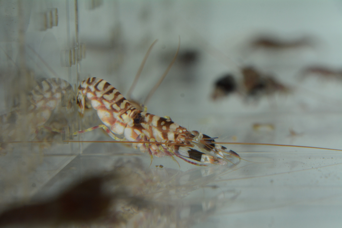 Khi loài động vật ầm ĩ nhất thế giới này tụ tập thành đàn, chúng tạo ra những âm thanh lớn hơn, và biến đổi khí hậu có thể khiến âm thanh này trở nên thường xuyên và to hơn.(Ảnh: BioLib)