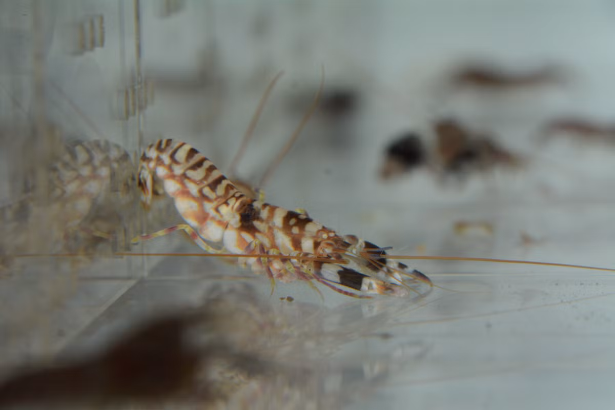 Khi loài động vật ầm ĩ nhất thế giới này tụ tập thành đàn, chúng tạo ra những âm thanh lớn hơn, và biến đổi khí hậu có thể khiến âm thanh này trở nên thường xuyên và to hơn.(Ảnh: BioLib)