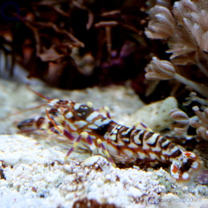 Âm thanh mà chúng tạo ra cũng có thể giúp xua đuổi kẻ thù và bảo vệ lãnh thổ.(Ảnh: aquaPro2000)