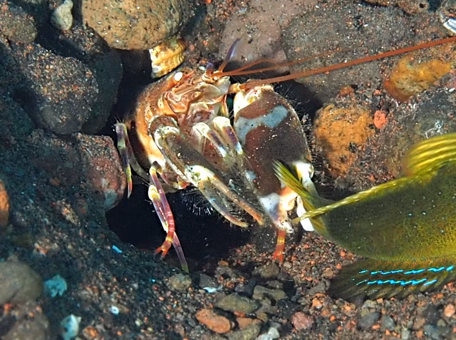 Loài tôm này thường sống ở các vùng nước nông, từ 0 đến 20 mét, trên nền cát, bùn và mảnh vụn. (Ảnh: Florent's Guide)