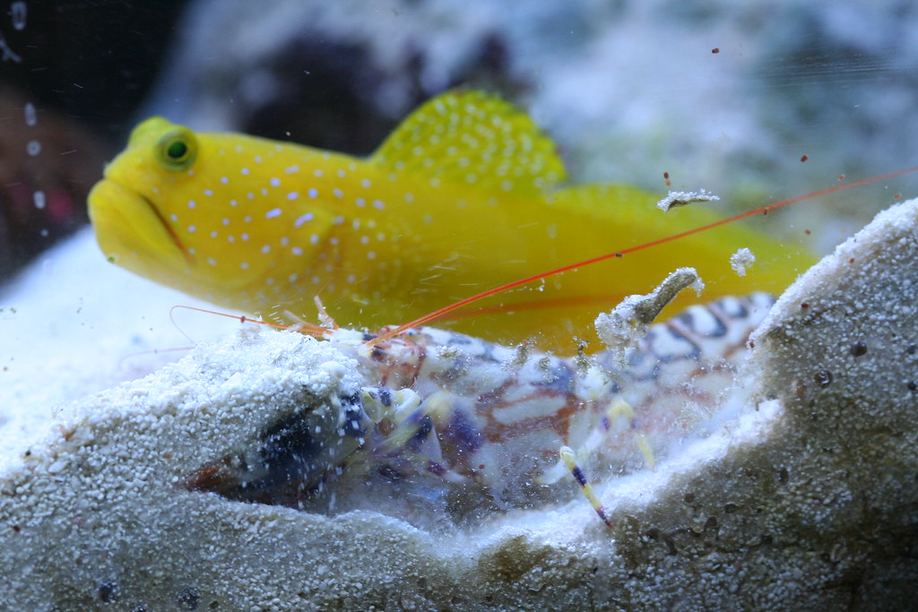 Chúng thường đào hang và sống cộng sinh với một số loài cá bống trắng như Cryptocentrus cinctus, Amblyeleotris guttata hoặc Stonogobiops yasha. Mối quan hệ cộng sinh này giúp cả hai loài bảo vệ lẫn nhau khỏi kẻ thù.(Ảnh: Flickr)