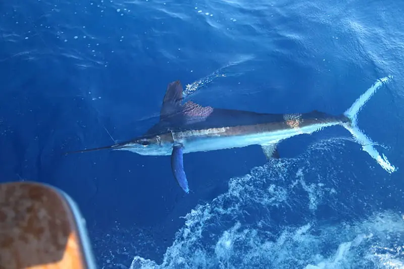 Cá marlin trắng không chỉ là một kỳ quan của biển cả mà còn là biểu tượng của sự mạnh mẽ và vẻ đẹp tự nhiên. Việc bảo vệ và duy trì số lượng của chúng là trách nhiệm của chúng ta để thế hệ sau cũng có thể chiêm ngưỡng và tận hưởng vẻ đẹp này.(Ảnh:Tudo Sobre Animais)