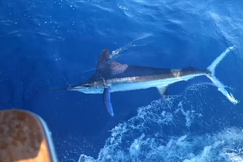 Cá marlin trắng không chỉ là một kỳ quan của biển cả mà còn là biểu tượng của sự mạnh mẽ và vẻ đẹp tự nhiên. Việc bảo vệ và duy trì số lượng của chúng là trách nhiệm của chúng ta để thế hệ sau cũng có thể chiêm ngưỡng và tận hưởng vẻ đẹp này.(Ảnh:Tudo Sobre Animais)