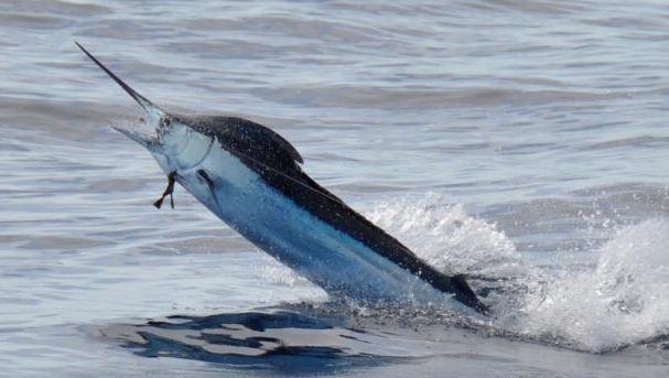 Cá marlin trắng thường di cư theo mùa, di chuyển từ vùng biển ấm áp vào mùa hè đến các vùng biển lạnh hơn vào mùa đông. Chúng thường săn mồi đơn lẻ hoặc theo nhóm nhỏ, chủ yếu ăn các loài cá nhỏ và mực.(Ảnh:The Billfish Foundation)