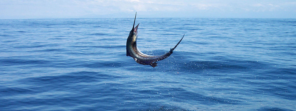 Mặc dù cá marlin trắng không nằm trong danh sách các loài bị đe dọa, nhưng việc câu cá quá mức và biến đổi khí hậu đang ảnh hưởng đến số lượng của chúng. Các biện pháp bảo tồn và quản lý bền vững là cần thiết để đảm bảo tương lai của loài cá này.(Ảnh:Panama Nautical Club)