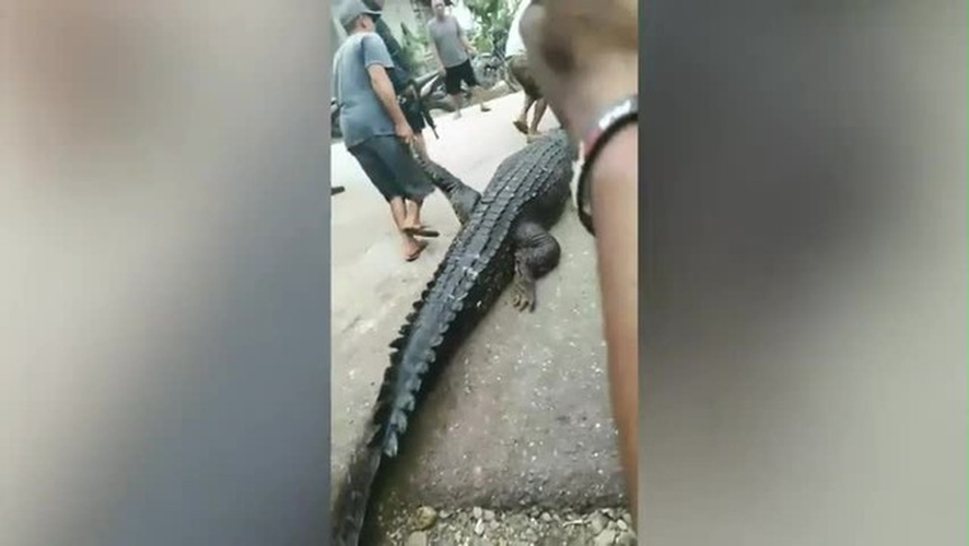 Trước đó, một phụ nữ 54 tuổi, Halima Rahakbauw, đã bị một con cá sấu dài 4,2m tấn công và kéo xuống nước khi đang rửa bát tại sông Wali, Maluku, Indonesia. Thi thể của bà được tìm thấy trong dạ dày con "quái thú" sau khi nó bị bắt và bắn chết. Vụ việc cảnh báo về nguy cơ tấn công từ cá sấu do mất môi trường sống và đánh bắt quá mức, buộc chúng xâm nhập vào khu vực dân cư để tìm thức ăn. (Ảnh cắt từ clip)