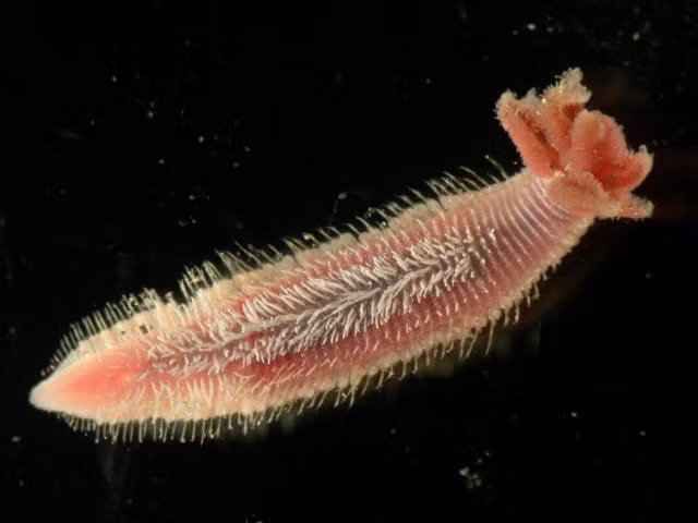 Ngoài ra, khả năng sinh tồn trong điều kiện khắc nghiệt của giun Pompeii cũng mang lại hy vọng về việc tìm kiếm sự sống trên các hành tinh khác như Sao Hỏa.(Ảnh:Constantine Alexander's Journal)