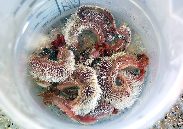 Khám phá về loài giun này không chỉ làm phong phú thêm kiến thức của chúng ta về sinh học mà còn mở ra nhiều tiềm năng ứng dụng trong tương lai.(Ảnh:Woods Hole Oceanographic Institution)