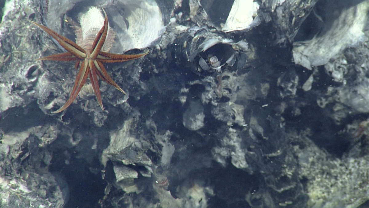 Việc phát hiện giun Pompeii không chỉ là một kỳ quan sinh học mà còn mở ra nhiều hướng nghiên cứu mới. Khả năng sửa chữa DNA của chúng có thể cung cấp những gợi ý quan trọng cho việc phát triển công nghệ sửa chữa gen ở người. (Ảnh:MBARI)