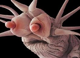 Giun Pompeii có cấu trúc tế bào phức tạp hơn so với nhiều sinh vật khác, với khả năng sửa chữa DNA mạnh mẽ. Điều này giúp chúng chống lại những tổn thương do nhiệt độ cao gây ra. Ngoài ra, chúng còn có khả năng chịu hạn hán và thiếu oxy, cho phép sống sót trong môi trường khắc nghiệt.(Ảnh:Steemit)