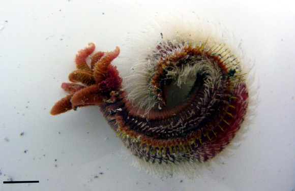 Một trong những đặc điểm nổi bật nhất của giun Pompeii là khả năng chịu nhiệt độ cao. Các thí nghiệm cho thấy giun Pompeii có thể tồn tại ở nhiệt độ lên đến 300 độ C trong vài giờ. Điều này khiến chúng trở thành một trong những sinh vật chịu nhiệt tốt nhất trên hành tinh.(Ảnh:Sci.News)