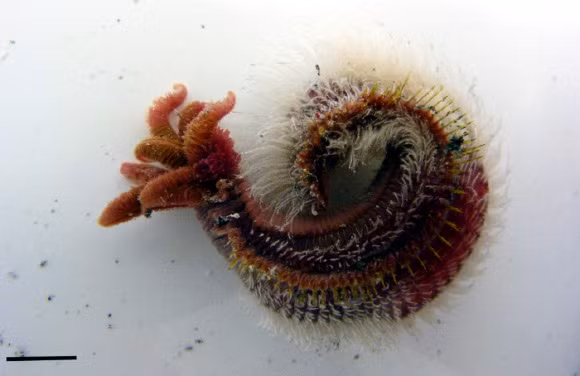 Một trong những đặc điểm nổi bật nhất của giun Pompeii là khả năng chịu nhiệt độ cao. Các thí nghiệm cho thấy giun Pompeii có thể tồn tại ở nhiệt độ lên đến 300 độ C trong vài giờ. Điều này khiến chúng trở thành một trong những sinh vật chịu nhiệt tốt nhất trên hành tinh.(Ảnh:Sci.News)