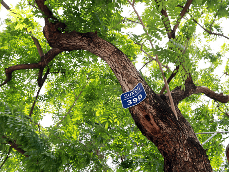 Cây sưa đỏ có tên khoa học là Dalbergia tonkinensis Prain. Đây là loại cây gỗ trung bình, có thể cao từ 15 - 18 mét khi trưởng thành. Thân cây thẳng, vỏ ngoài màu nâu xám, lá kép hình bầu dục mọc so le nhau. (Ảnh: Henry Jewels)