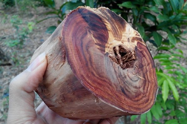 Giá trị của gỗ sưa đỏ phụ thuộc vào tuổi đời và đường kính của cây. Những cây sưa đỏ cổ thụ có thể có giá lên đến hàng chục triệu đồng mỗi kilogram. (Ảnh: Gỗ Thông Phú Trang)