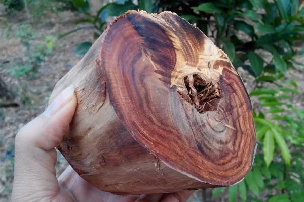 Giá trị của gỗ sưa đỏ phụ thuộc vào tuổi đời và đường kính của cây. Những cây sưa đỏ cổ thụ có thể có giá lên đến hàng chục triệu đồng mỗi kilogram. (Ảnh: Gỗ Thông Phú Trang)