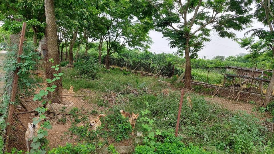 Vì giá trị kinh tế cao, người dân ở đây đã phải lắp đặt camera, rào lưới, và nuôi cả đàn chó để bảo vệ các cây sưa đỏ khỏi nạn trộm cắp. (Ảnh: Dân Việt)