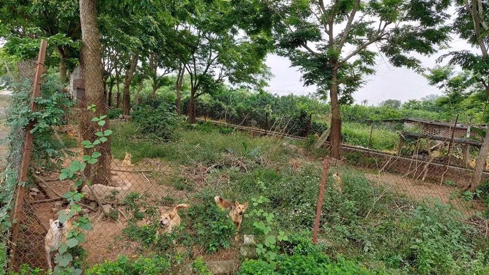 Vì giá trị kinh tế cao, người dân ở đây đã phải lắp đặt camera, rào lưới, và nuôi cả đàn chó để bảo vệ các cây sưa đỏ khỏi nạn trộm cắp. (Ảnh: Dân Việt)