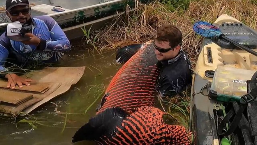 Trong một trường hợp khác cách đây không lâu, một cần thủ tên Fábio Baca cũng đã câu được con cá hải tượng long nặng 130 kg, dài hơn 2 mét trong một hồ nước gần sông Madeira, Brazil. Sau khoảng 30 phút chiến đấu với con "quái ngư", Fábio và đồng nghiệp Edmar đã kéo được con cá hải tượng long đến vùng nước nông nhưng không thể đưa nó lên thuyền do kích thước quá lớn. Sau khi chụp ảnh, con cá khổng lồ này được thả trở lại tự nhiên. (Ảnh: Người đưa tin)