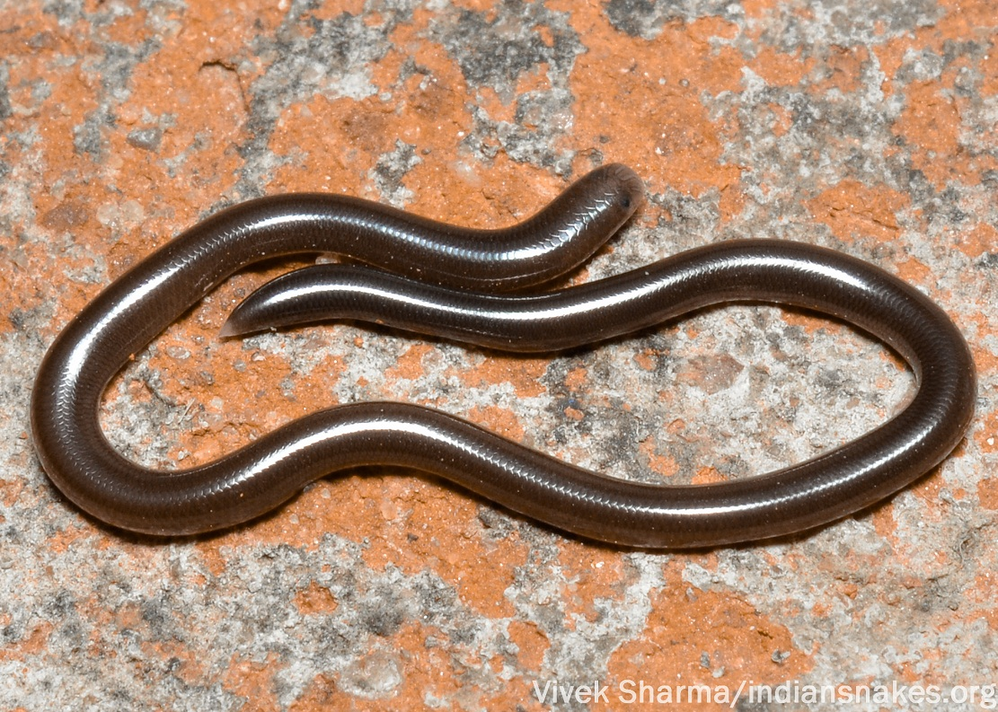 Chúng chủ yếu sống ở các khu vực ẩm ướt, gần các tổ kiến, mối và ăn các ấu trùng, trứng của kiến, mối.(Ảnh: India Biodiversity Portal)