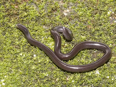 Hiện tại, rắn giun được xếp vào danh sách “Ít quan tâm” theo phân loại của IUCN. Số lượng loài này tương đối ít, có lẽ là do đặc điểm sinh tồn riêng và sự sinh sản đơn tính chứ không hẳn do các hoạt động của con người.(Ảnh: Ecology Asia)