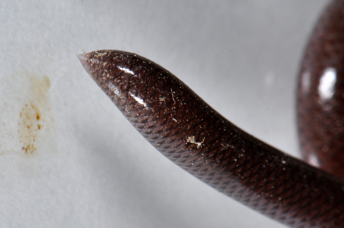 Rắn giun được tìm thấy trên khắp Việt Nam, Thái Lan, bán đảo Malaysia, và Singapore. Chúng cũng xuất hiện ở châu Phi, vùng Trung Đông, các vùng còn lại của châu Á nhiệt đới và một số khu vực của châu Á có khí hậu ôn hòa, các đảo trên Thái Bình Dương, châu Mỹ (Mexico, Hoa Kỳ), và Australia.(Ảnh: iNaturalist)