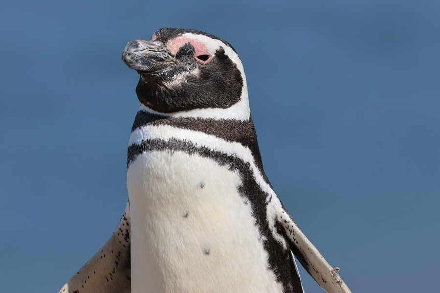 Chim cánh cụt có thân hình mập mạp, lông dày và lớp mỡ dày giúp chúng chịu được cái lạnh khắc nghiệt của môi trường sống. Bộ lông của chúng có màu sắc tương phản với các mảng sáng và tối, giúp chúng ngụy trang và bảo vệ khỏi kẻ thù. (Ảnh: iNaturalist)