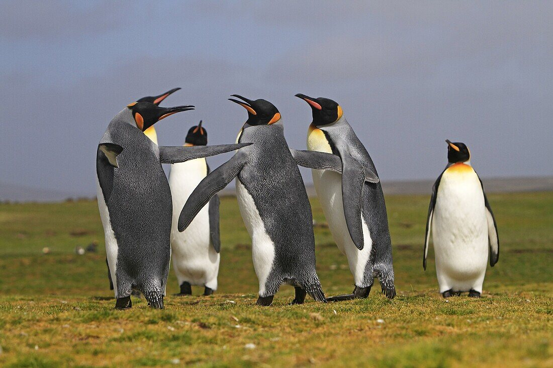 Mặc dù hầu hết các loài chim cánh cụt đều có nguồn gốc từ Nam bán cầu, chúng không chỉ được tìm thấy ở những vùng khí hậu lạnh như Nam Cực. Trên thực tế, chỉ có một số loài chim cánh cụt sống ở xa về phía nam. (Ảnh: lookphotos)