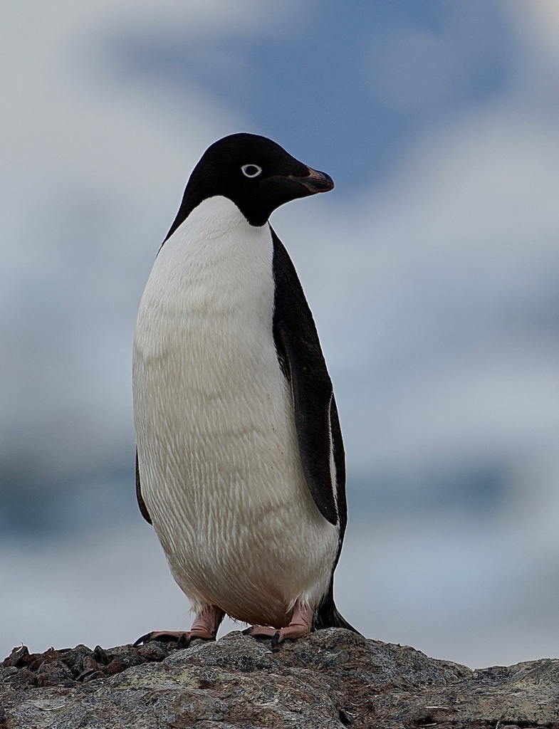 Các loài chim cánh cụt lớn hơn thường sống ở những vùng lạnh hơn, trong khi các loài nhỏ hơn thường được tìm thấy ở các vùng khí hậu ôn đới hoặc nhiệt đới.(Ảnh: iNaturalist)
