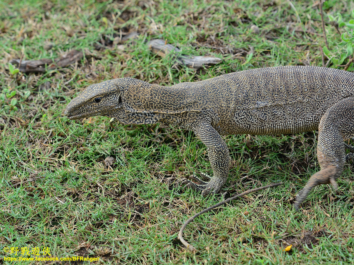 Kỳ đà vân, với tên khoa học là Varanus bengalensis, là một loài kỳ đà cỡ lớn, phân bố rộng rãi ở khu vực Nam Á và Đông Nam Á. Với chiều dài cơ thể có thể lên đến 175 cm, kỳ đà vân là một trong những loài bò sát ấn tượng nhất trong khu vực.(Ảnh: iNaturalist)