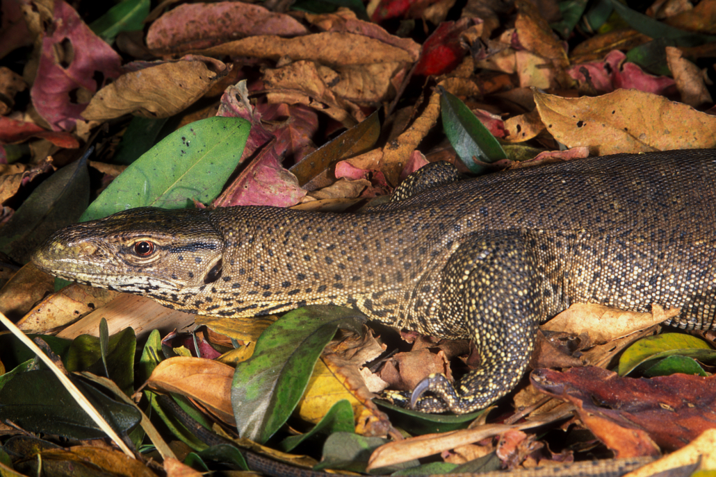 Kỳ đà vân hiện đang nằm trong Sách Đỏ Việt Nam nhóm IIB, mức độ cực kỳ nguy cấp và cần được bảo vệ để tránh nguy cơ tuyệt chủng. Việc bảo vệ loài này không chỉ giúp duy trì sự đa dạng sinh học mà còn góp phần bảo vệ hệ sinh thái nơi chúng sinh sống.(Ảnh: IUCN SSC MONITOR LIZARD)