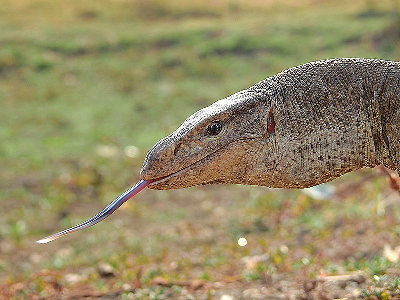 Kỳ đà vân có thân màu vàng xám, rải rác các đốm vàng nhỏ ở lưng và nhiều vết xám to xếp theo chiều ngang. Đầu của chúng hình tam giác và nhọn dần về phía mõm, với lưỡi chẻ đôi giống như lưỡi rắn, giúp chúng đánh hơi con mồi. Một cá thể kỳ đà vân trưởng thành có thể có tới 101 chiếc răng, và chúng có khả năng mọc lại nếu bị hỏng.(Ảnh: Wikipedia)