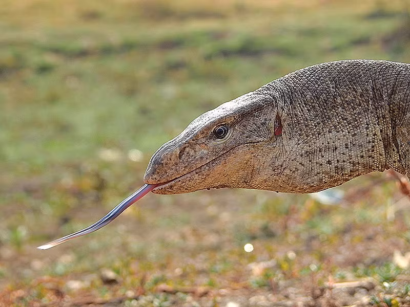 Kỳ đà vân có thân màu vàng xám, rải rác các đốm vàng nhỏ ở lưng và nhiều vết xám to xếp theo chiều ngang. Đầu của chúng hình tam giác và nhọn dần về phía mõm, với lưỡi chẻ đôi giống như lưỡi rắn, giúp chúng đánh hơi con mồi. Một cá thể kỳ đà vân trưởng thành có thể có tới 101 chiếc răng, và chúng có khả năng mọc lại nếu bị hỏng.(Ảnh: Wikipedia)