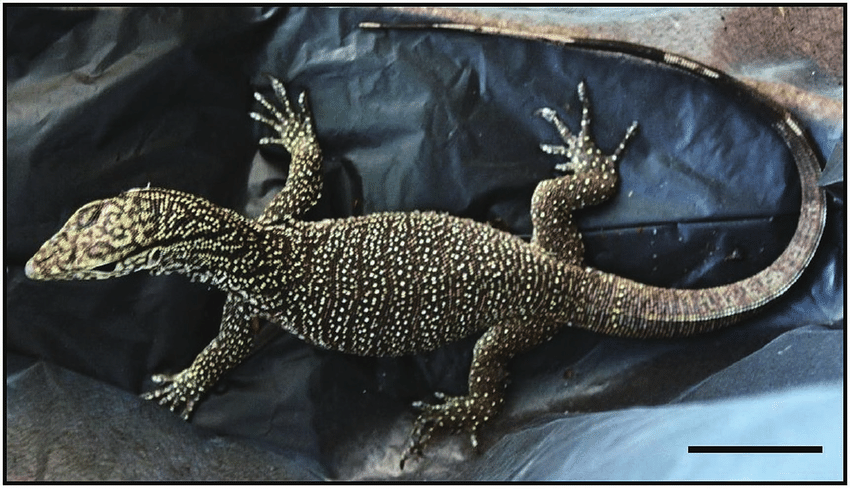 Kỳ đà vân phân bố từ Iran đến Java, có thể gặp chúng ở các thung lũng dọc các con sông ở miền đông Iran, Afghanistan, Pakistan, Ấn Độ, Nepal, Sri Lanka, Bangladesh và Myanmar. (Ảnh: ResearchGate)