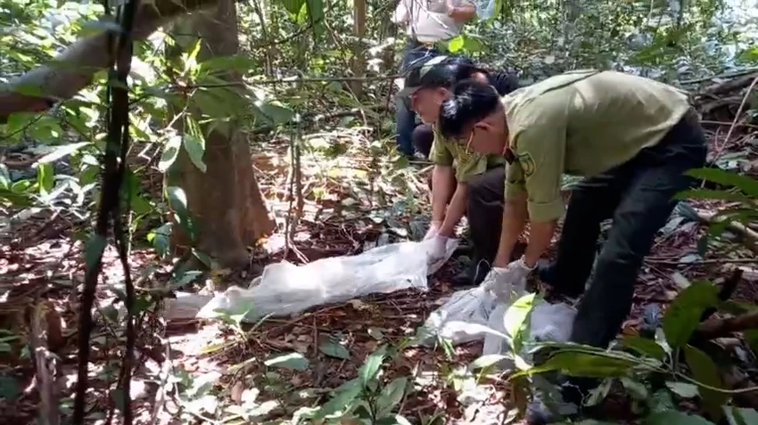 Sau khi được chăm sóc và cứu hộ, con kỳ đà vân này đã được thả về tự nhiên tại Khu bảo tồn thiên nhiên - văn hóa Đồng Nai. (Ảnh: HT)