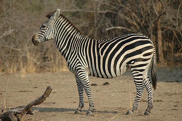 4. Ngựa vằn: Con đực ngựa vằn thường tổ chức những cuộc tấn công đầy dữ dội vào các con cái trong mùa giao phối. Cuộc đấu tranh khốc liệt này là để đảm bảo rằng chỉ những cá thể khỏe mạnh nhất có thể truyền gen.