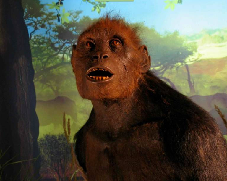 Khoảng 6 triệu năm trước, tổ tiên của loài người, được gọi là Sahelanthropus tchadensis, bắt đầu quá trình chuyển đổi từ loài linh trưởng sang loài người. Quá trình này kéo dài hàng triệu năm, với nhiều loài khác nhau xuất hiện và tuyệt chủng.(Ảnh:UCL)