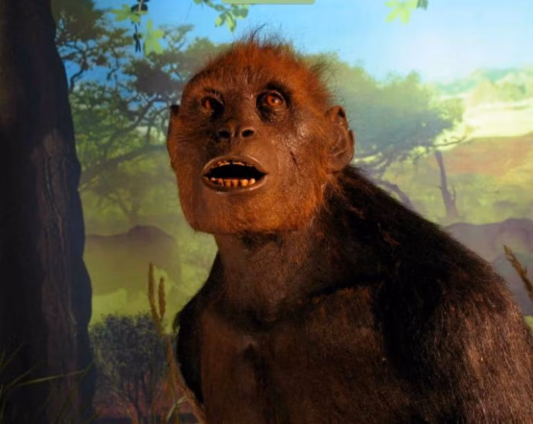 Khoảng 6 triệu năm trước, tổ tiên của loài người, được gọi là Sahelanthropus tchadensis, bắt đầu quá trình chuyển đổi từ loài linh trưởng sang loài người. Quá trình này kéo dài hàng triệu năm, với nhiều loài khác nhau xuất hiện và tuyệt chủng.(Ảnh:UCL)